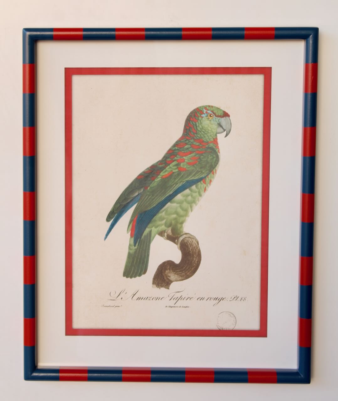 Red & Navy Stripe Frame Parrot Picture